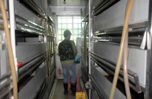 工厂化仿生态养殖黄喉拟水龟的实践与探索——以广东茂名星火水产养殖为例